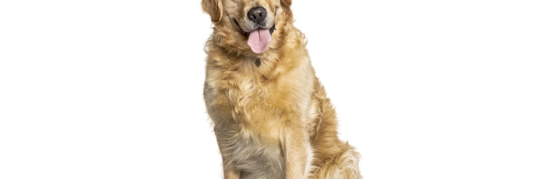 Perro de raza no peligrosa