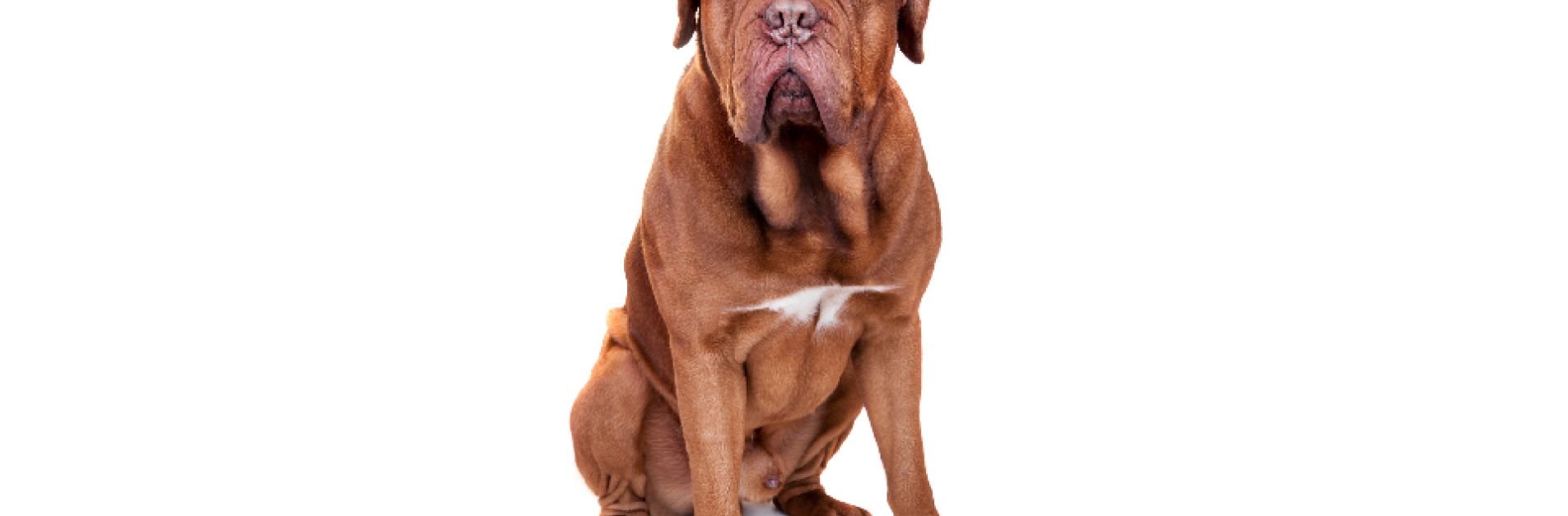 Perro de raza potencialmente peligrosa